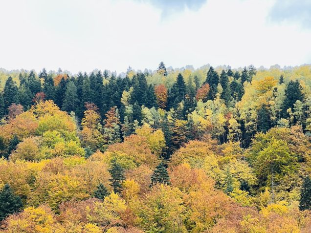 Тури в Карпати